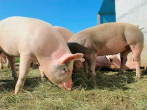 ADCLAY and growth in pigs