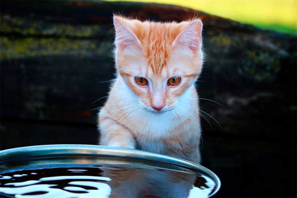 Hydrater votre chat