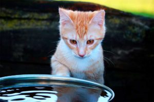 Cómo mantener hidratado a tu gato